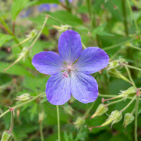 Storchschnabel 'Johnsons Blue' - Geranium johnson's blue - Bakker