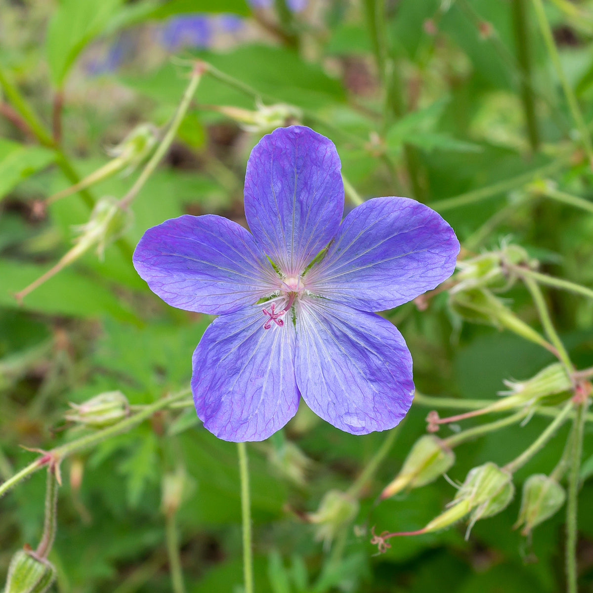 Storchschnabel 'Johnsons Blue' - Geranium johnson's blue - Bakker
