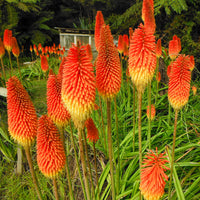 Verkauf Fackellilie (x5) - Kniphofia uvaria