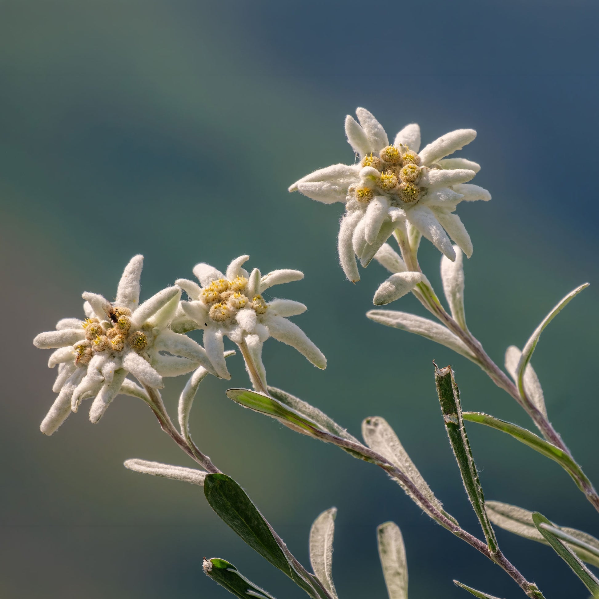 klapprad edelweiss Alpen-Edelweiss - Leontopodium alpinum