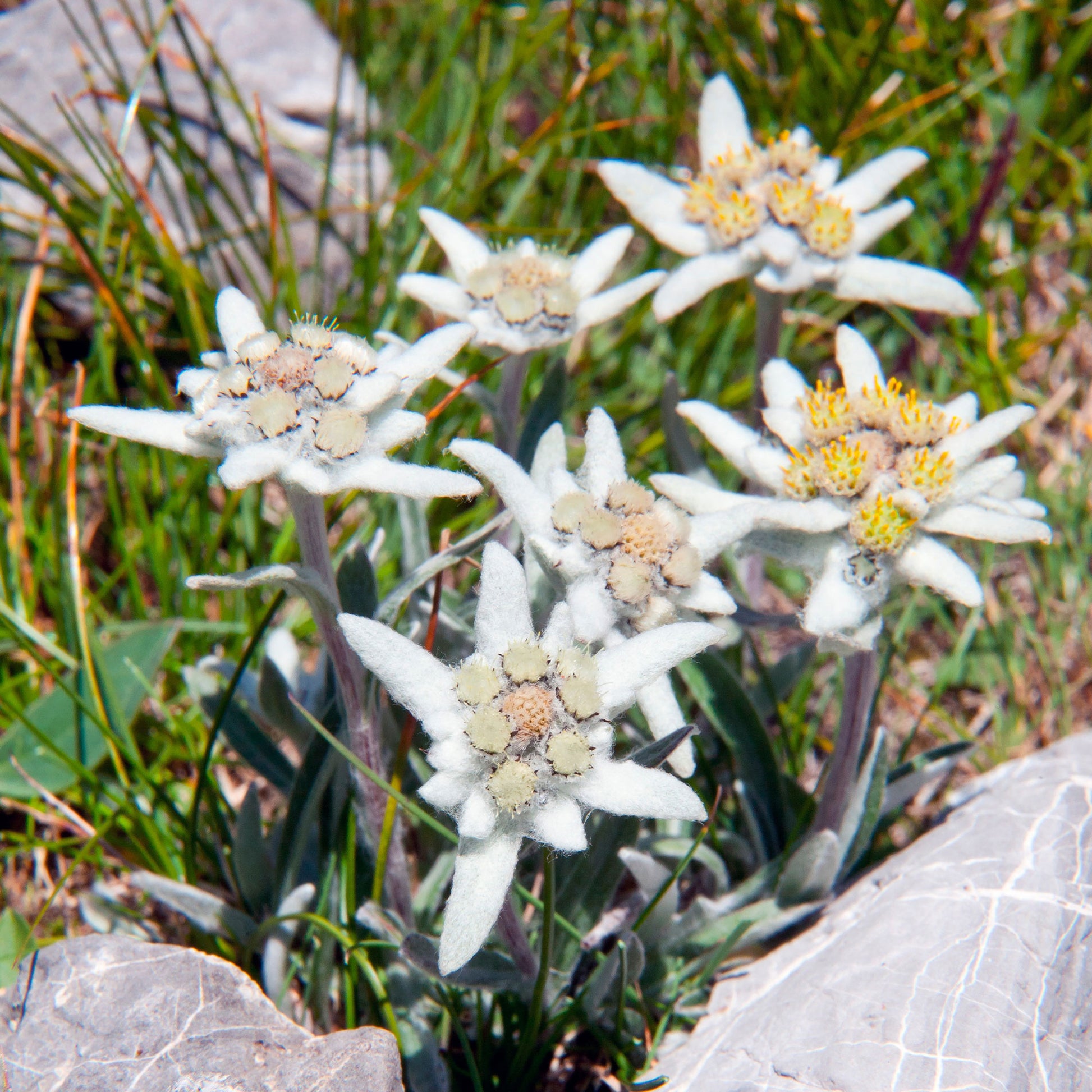 klapprad edelweiss Alpen-Edelweiss - Leontopodium alpinum