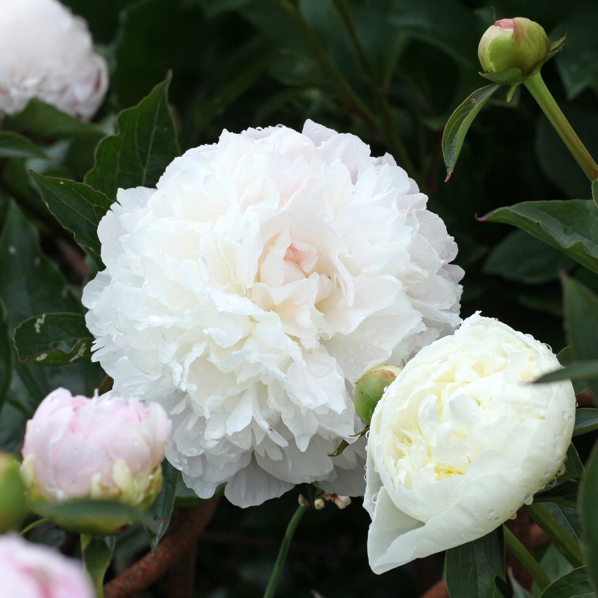 Pfingstrose 'Duchesse de Nemours' - Paeonia lactiflora Duchesse de Nemours - Bakker