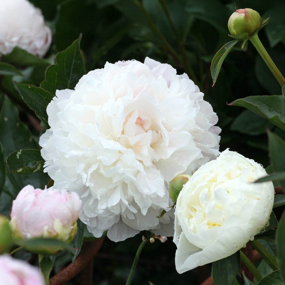 Pfingstrose ‘Duchesse de Nemours’ - Paeonia lactiflora Duchesse de Nemours - Bakker