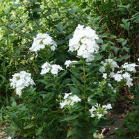 Phlox - Flammenblume 'White Admiral' (x3) - Phlox paniculata white admiral