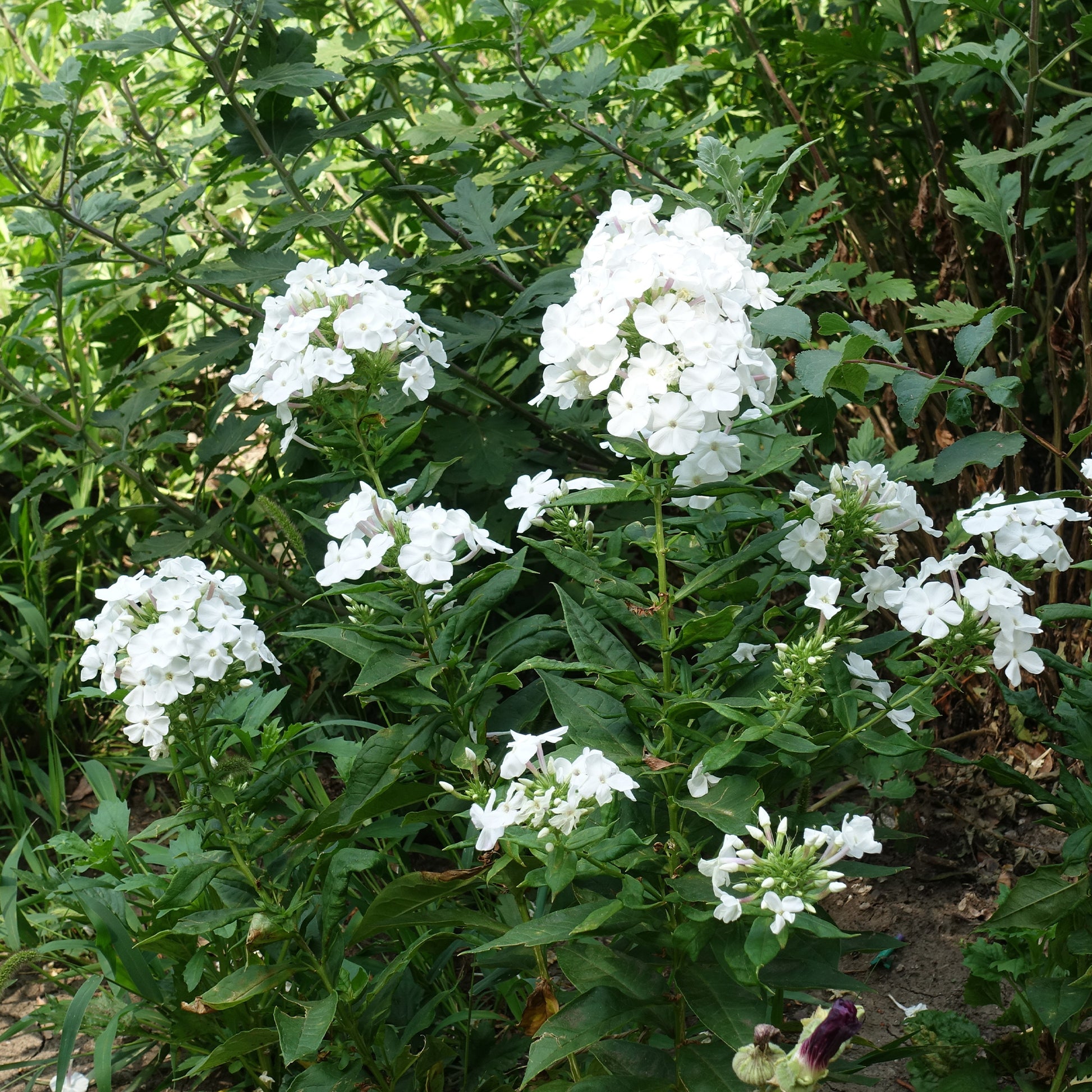 Phlox - Flammenblume 'White Admiral' (x3) - Phlox paniculata white admiral