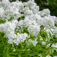 Flammenblume 'White Admiral' (x3) - Bakker