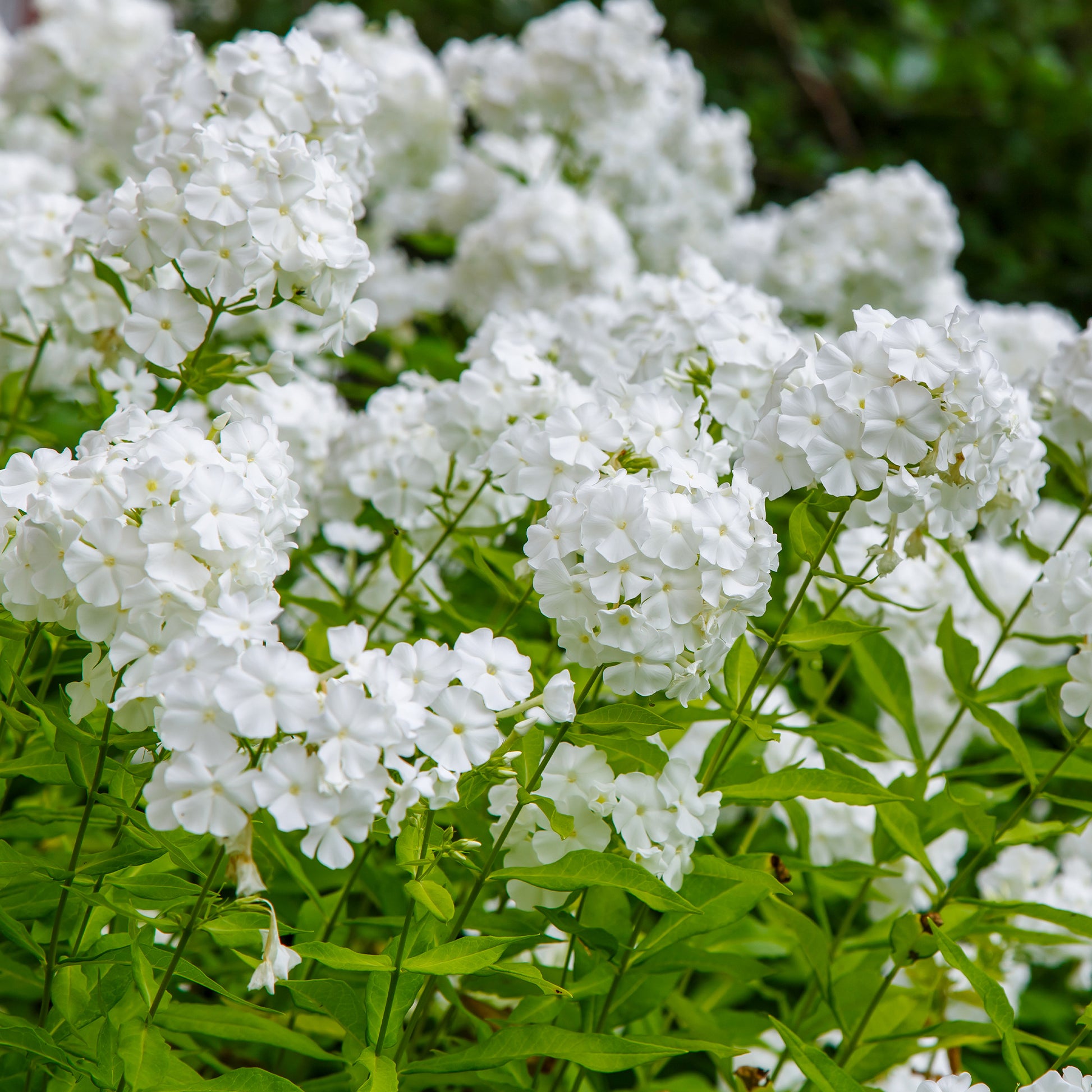 Flammenblume 'White Admiral' (x3) - Bakker
