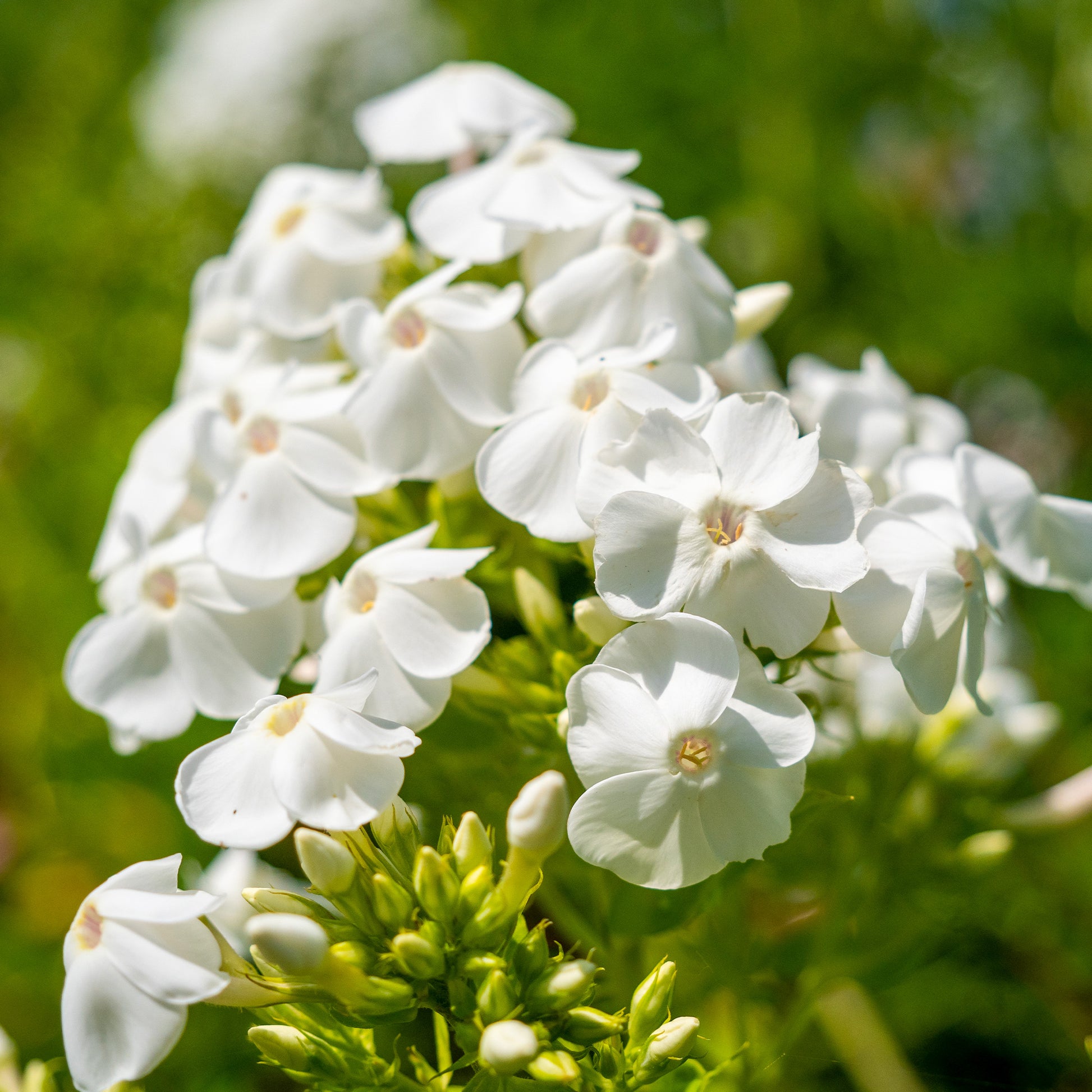 Flammenblume 'White Admiral' (x3) - Phlox paniculata white admiral - Bakker