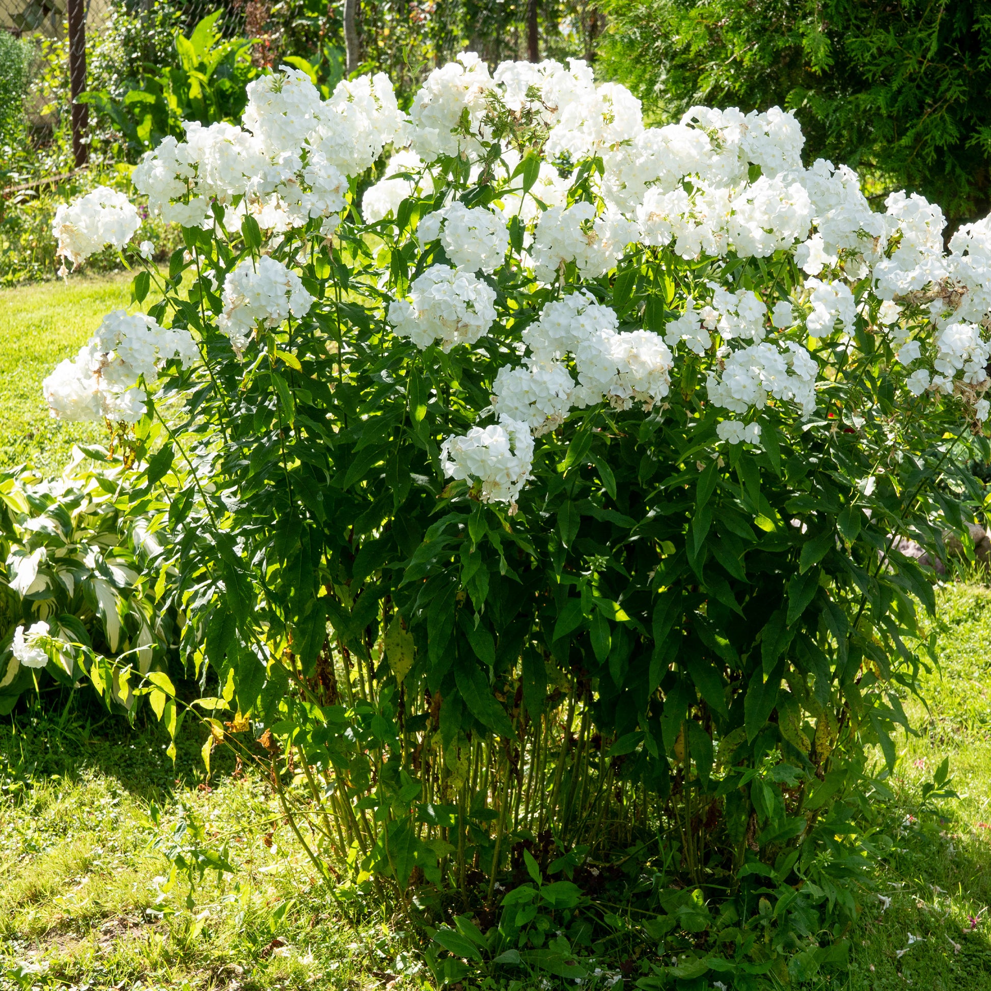 Phlox paniculata white admiral - Flammenblume 'White Admiral' (x3) - Phlox