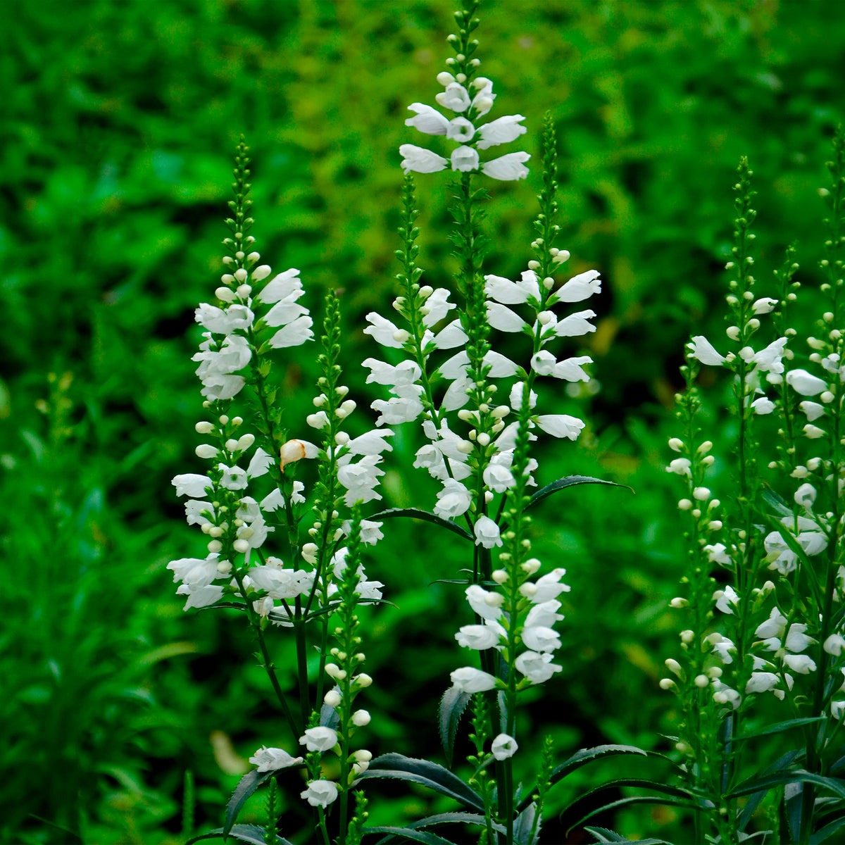 Gelenkblume 'Alba'