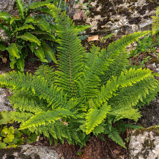 Grannen-Schildfarn 'Herrenhausen' - Bakker