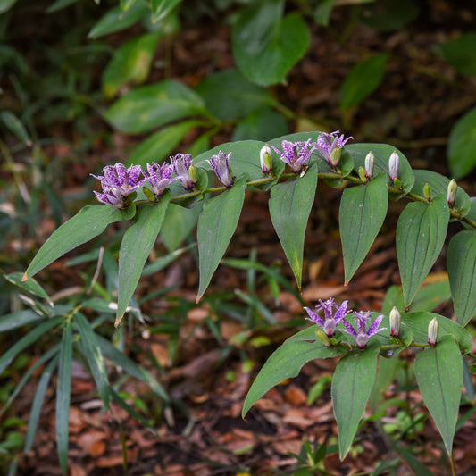 Krötenlilie - Bakker