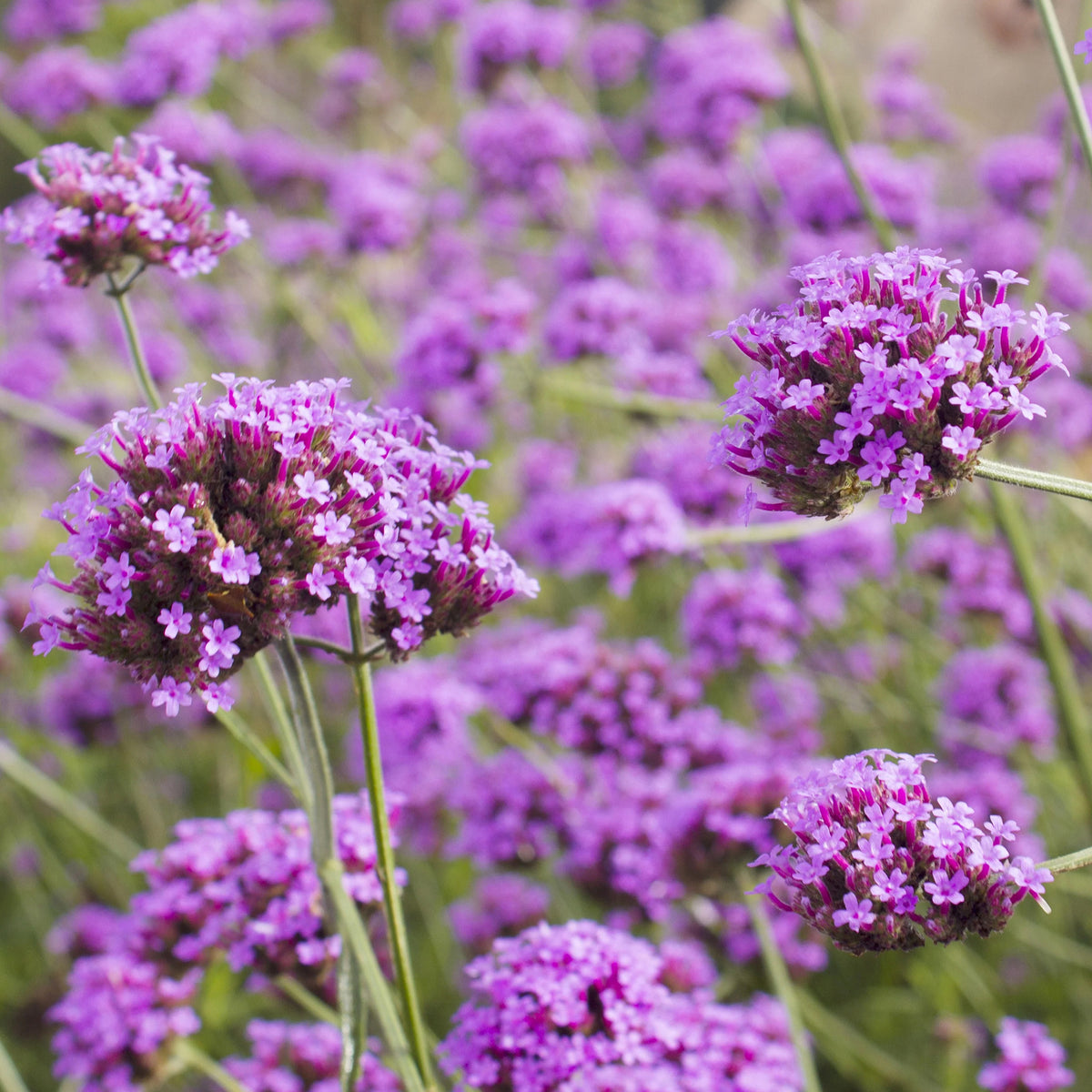 5 Stauden für ein blühendes Beet - Calamagrostis acutiflora,Molinia caerulea,Verbena bonariensis,Echinacea purpurea, Salvia nemorosa                     - Bakker