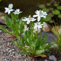 Alle Teichpflanzen - Kalifornische Anemopsis - Anemopsis californica