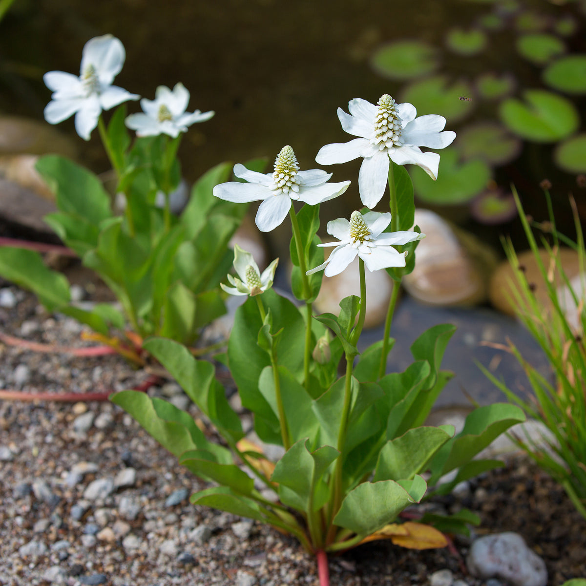 Alle Teichpflanzen - Kalifornische Anemopsis - Anemopsis californica