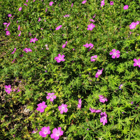 Sumpf-Storchschnabel (x3) - Geranium palustre - Bakker