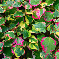 Bunter Eidechsenschwanz 'Chameleon' - Houttuynia cordata chameleon - Bakker