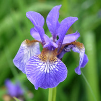 Iris sibirica - Sibirische Schwertlilie - Sibirische Schwertlilie - Iris sibirica