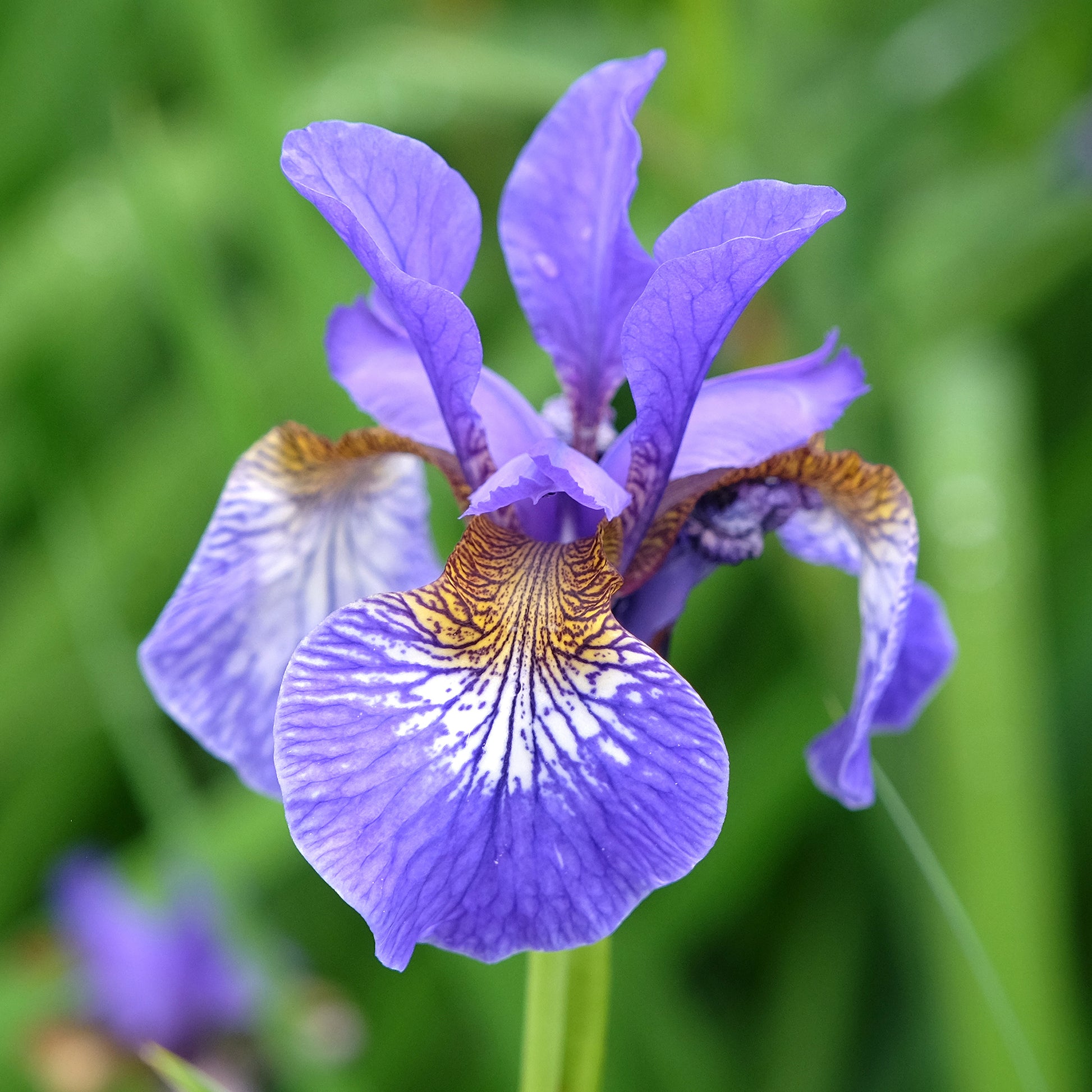 Iris sibirica - Sibirische Schwertlilie - Sibirische Schwertlilie - Iris sibirica