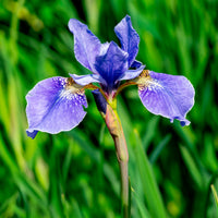 Iris sibirica - Sibirische Schwertlilie - Iris sibirica - Sibirische Schwertlilie