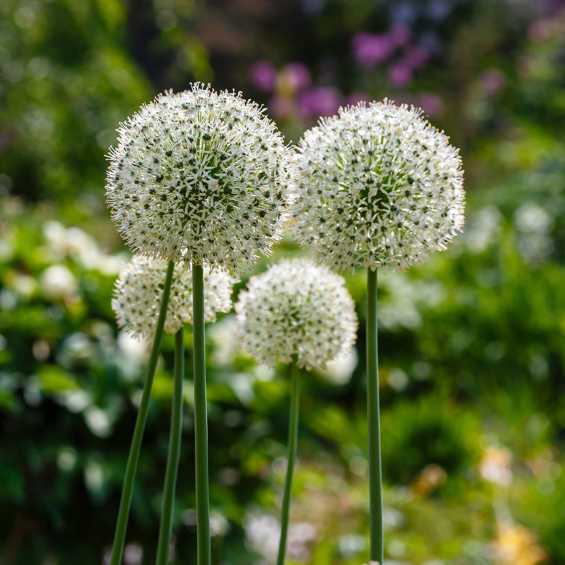 Zierlauch 'Mount Everest' (x2) - Allium stipitatum mount everest - Bakker