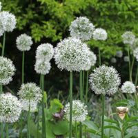 Allium stipitatum mount everest - Zierlauch 'Mount Everest' (x2) - Allium-Zwiebeln