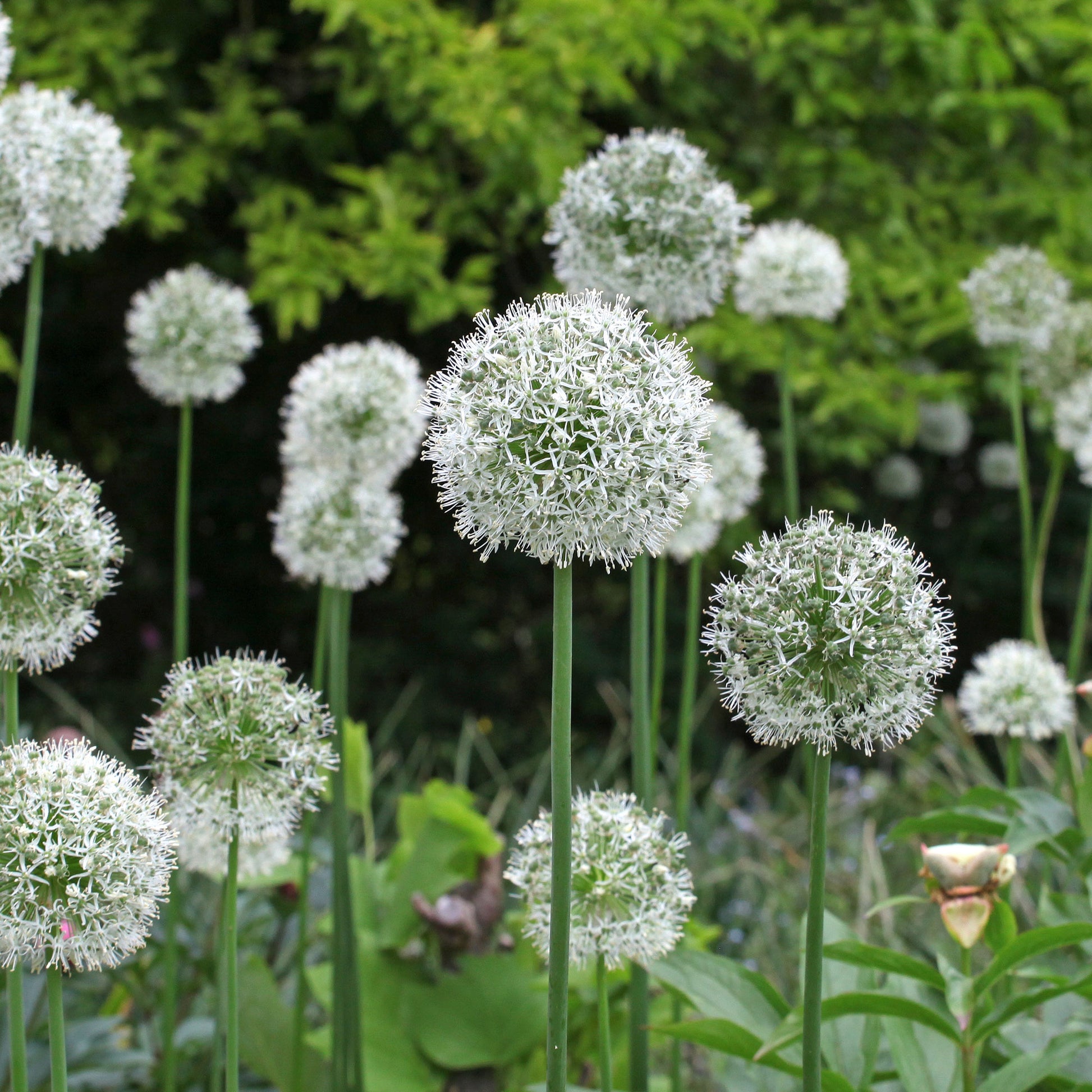 Allium stipitatum mount everest - Zierlauch 'Mount Everest' (x2) - Allium-Zwiebeln