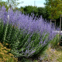 Perovskia atriplicifolia blue spire - Blauraute 'Blue Spire' - Salbei