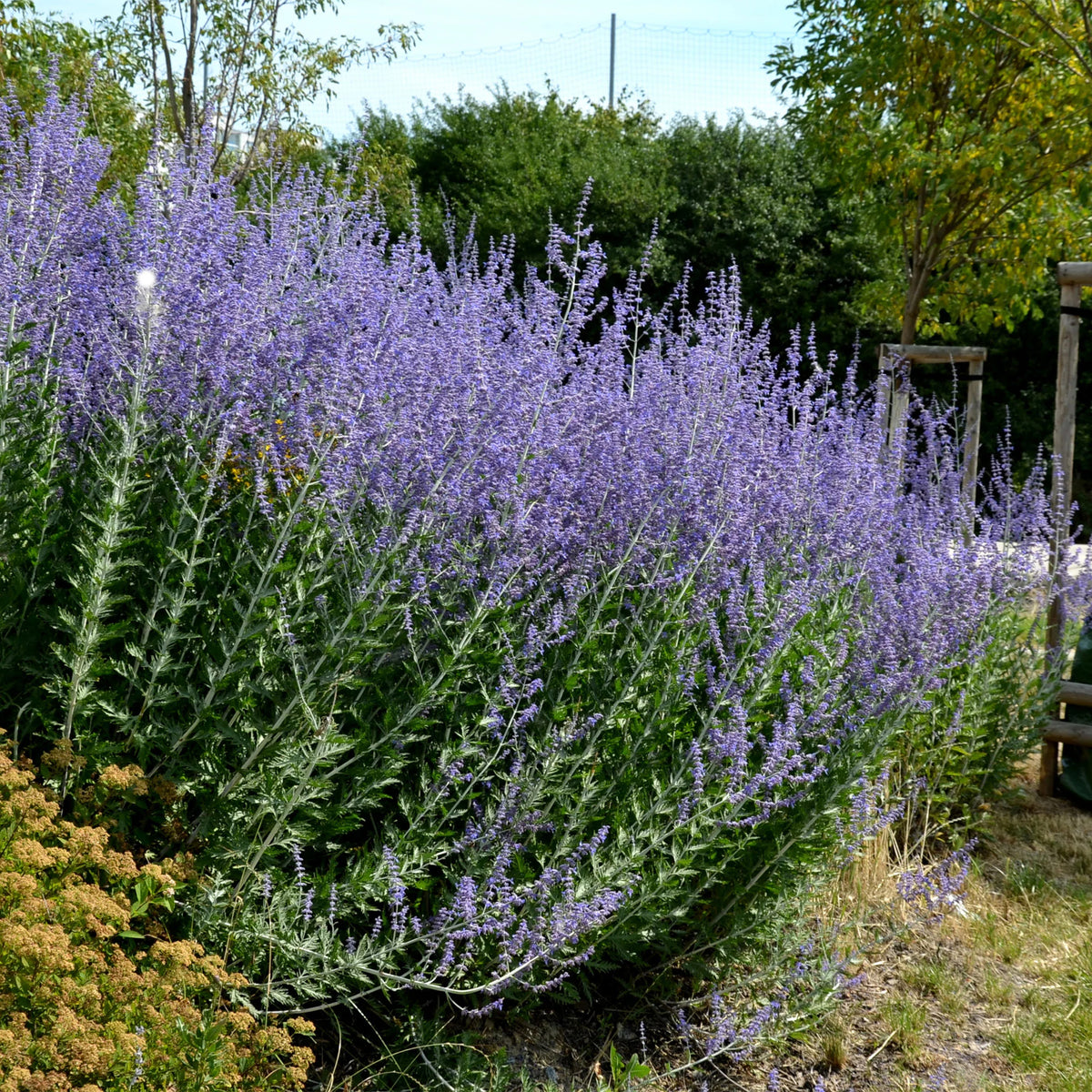 5 Stauden für ein sonniges Beet - Deschampsia cespitosa, Gaura lindheimeri, Nepeta faassenii, Perovskia atriplicifolia, Echinacea pallida                 - Bakker