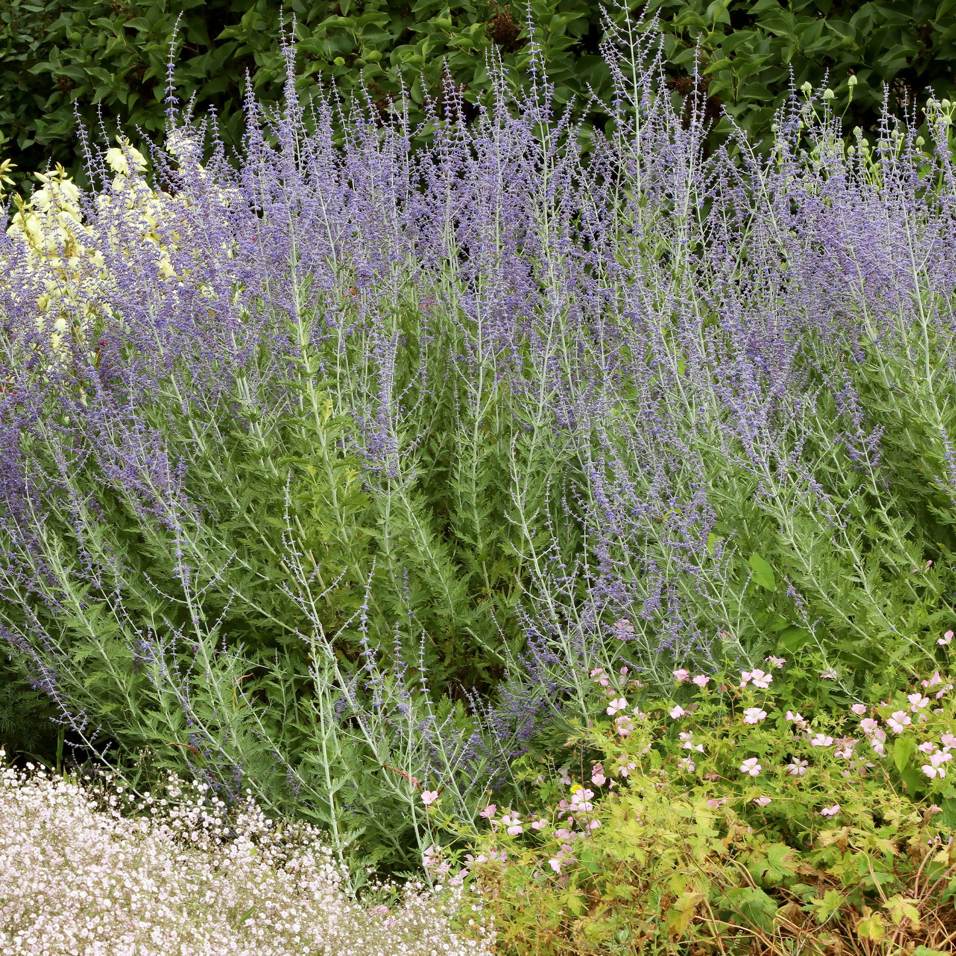 Blauraute 'Blue Spire' - Bakker