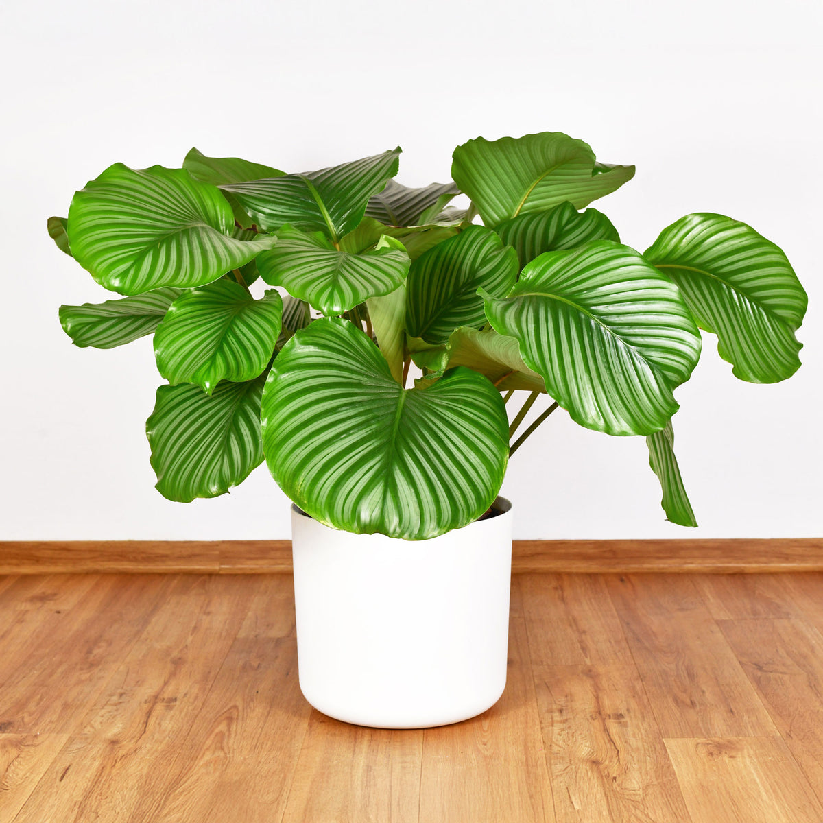 Calathea orbifolia - Calathea orbifolia - Bakker