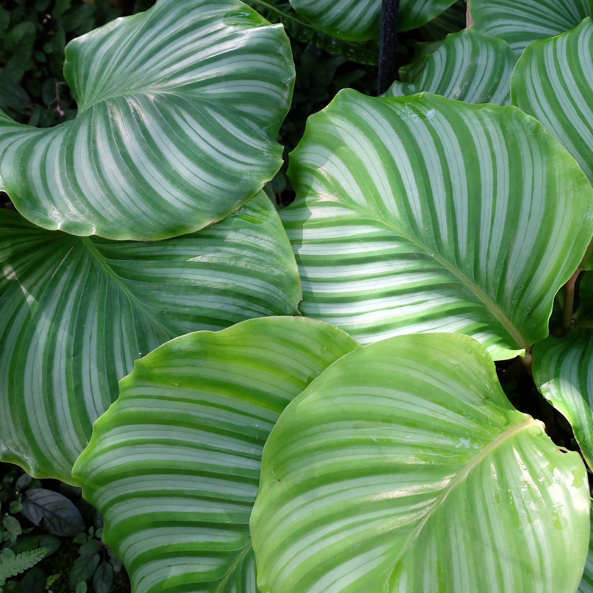 Calathea orbifolia - Calathea orbifolia