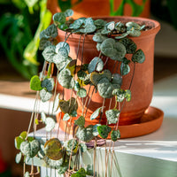 Leuchterblume - Ceropegia woodii - Bakker