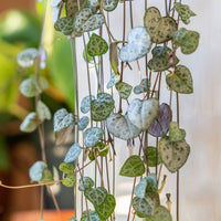 Fettige Zimmerpflanzen - Leuchterblume - Ceropegia woodii