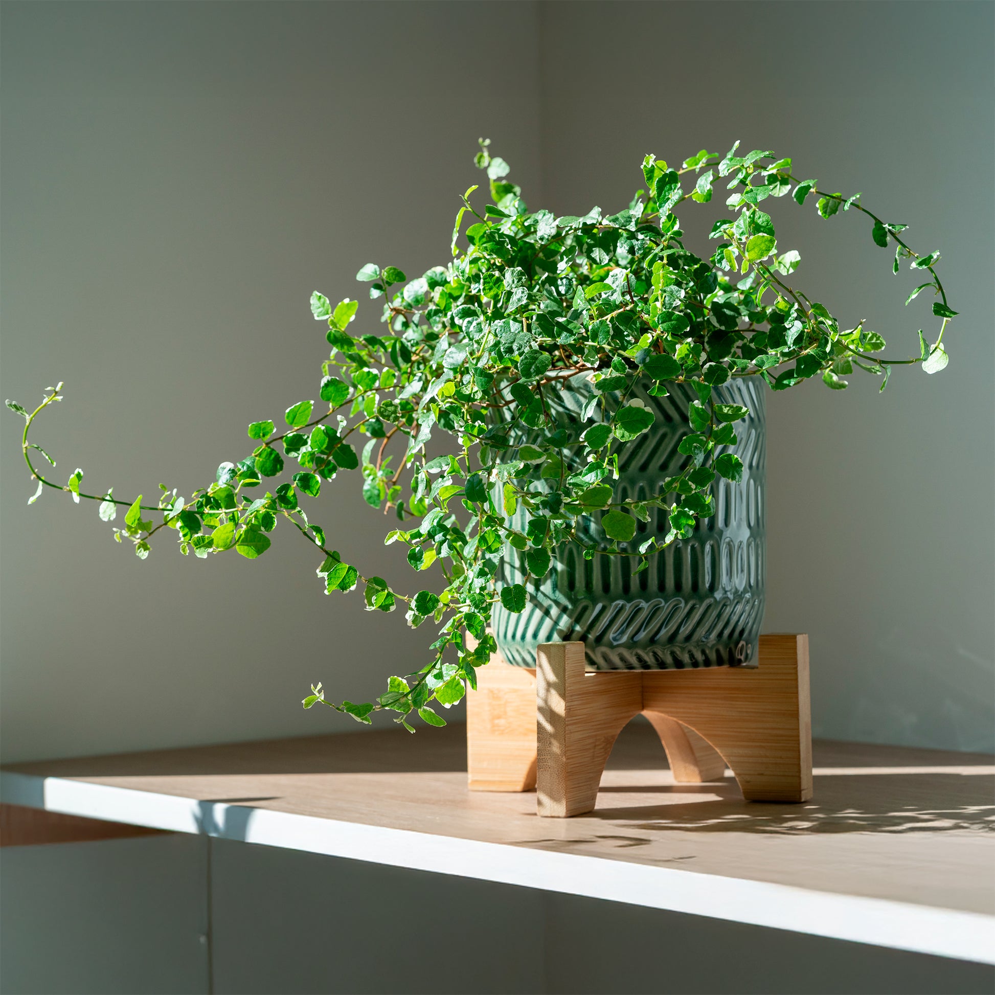 Kletterfeige 'White Sunny' - Ficus pumila white sunny