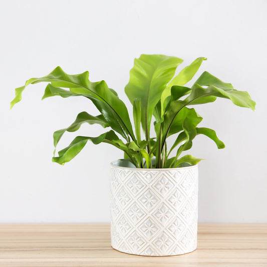 Zungenfarn Asplenium scolopendrium - Bakker