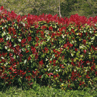 Verkauf Glanzmispel 'Red Robin' (x3) - Photinia fraseri Red Robin