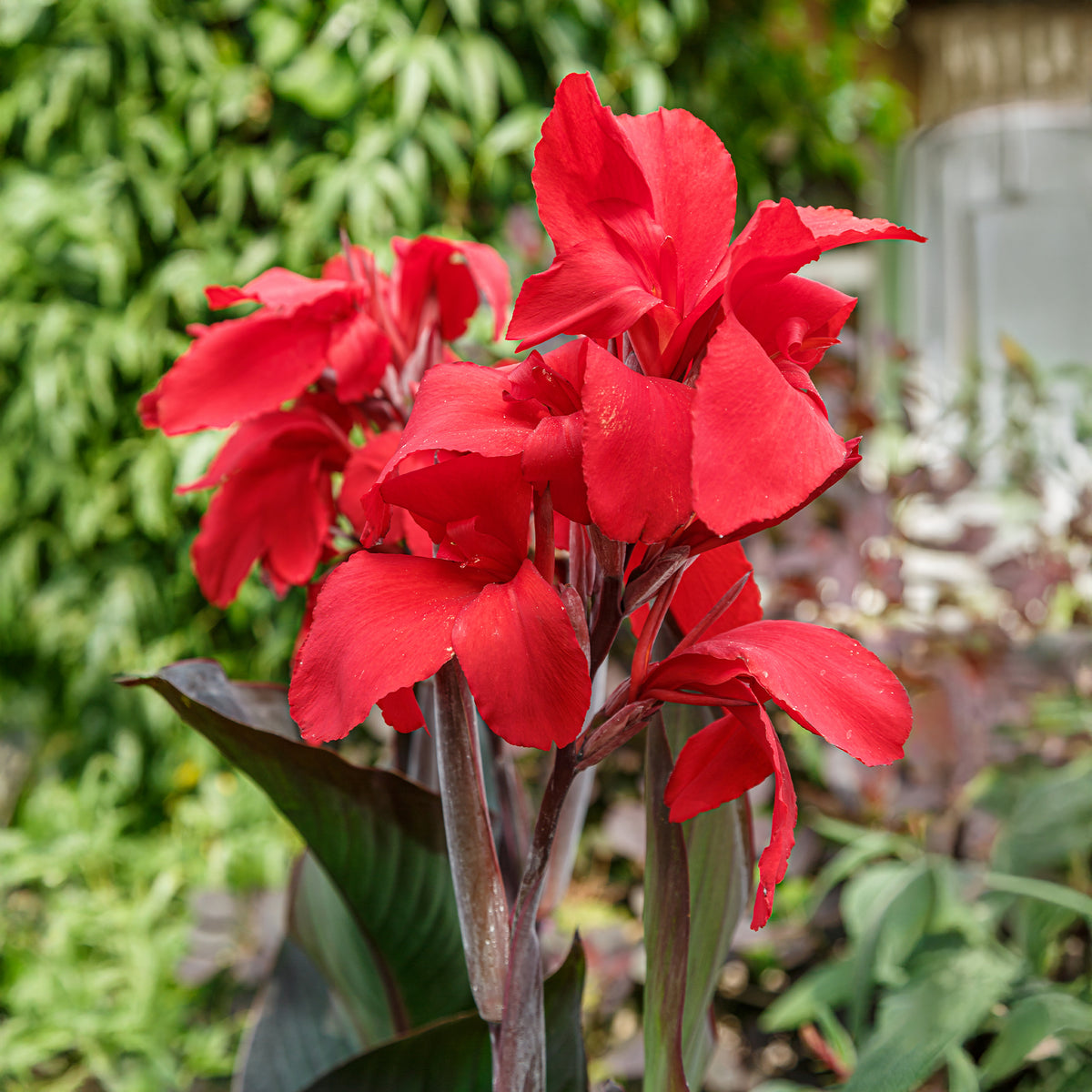 Canna 'red futurity' - Indisches Blumenrohr 'Red Futurity' (x2) - Canna - Blumenrohr