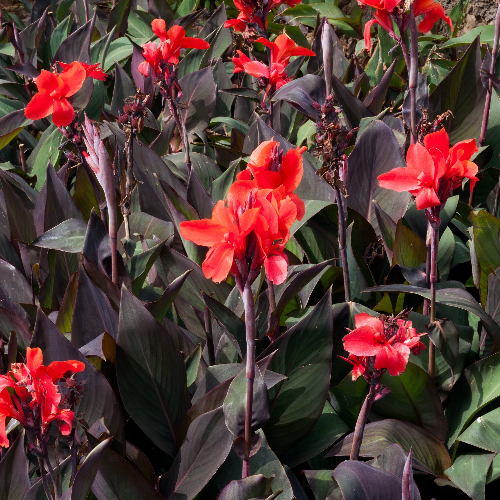 Canna - Blumenrohr - Indisches Blumenrohr 'Red Futurity' (x2) - Canna 'red futurity'