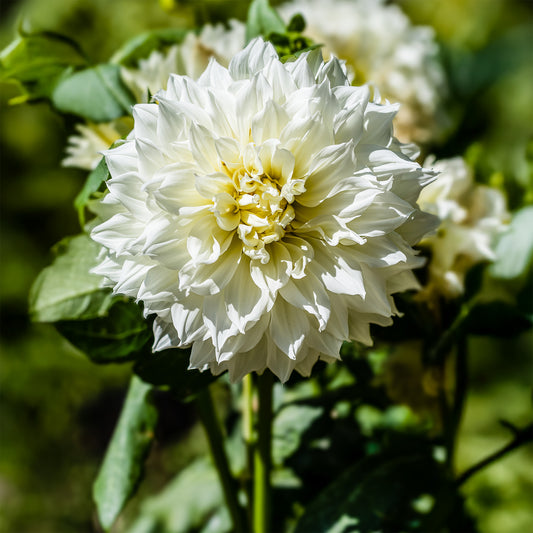 Dahlie 'Fleurel' (x3) - Bakker