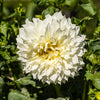 Dahlie 'Fleurel' (x3) - Bakker