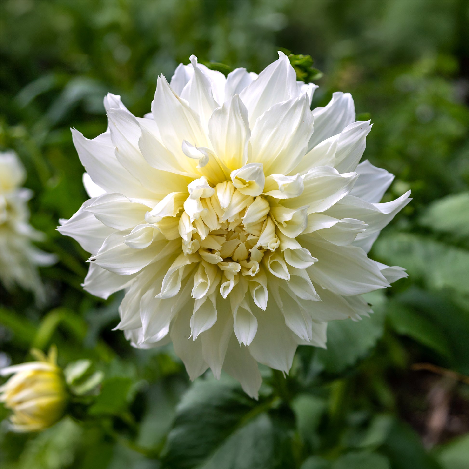 Dahlia 'fleurel' - Dahlie 'Fleurel' (x3) - 