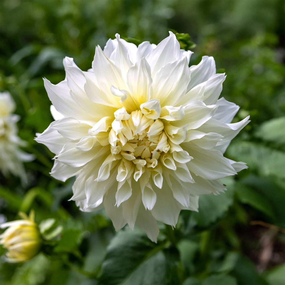 Dahlia 'fleurel' - Dahlie 'Fleurel' (x3) - Dahlien-Zwiebeln