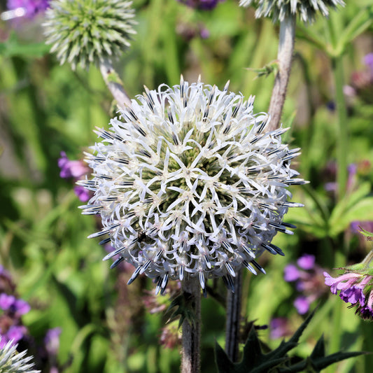 Drüsenblättriger Kugeldistel 'Arctic Glow'