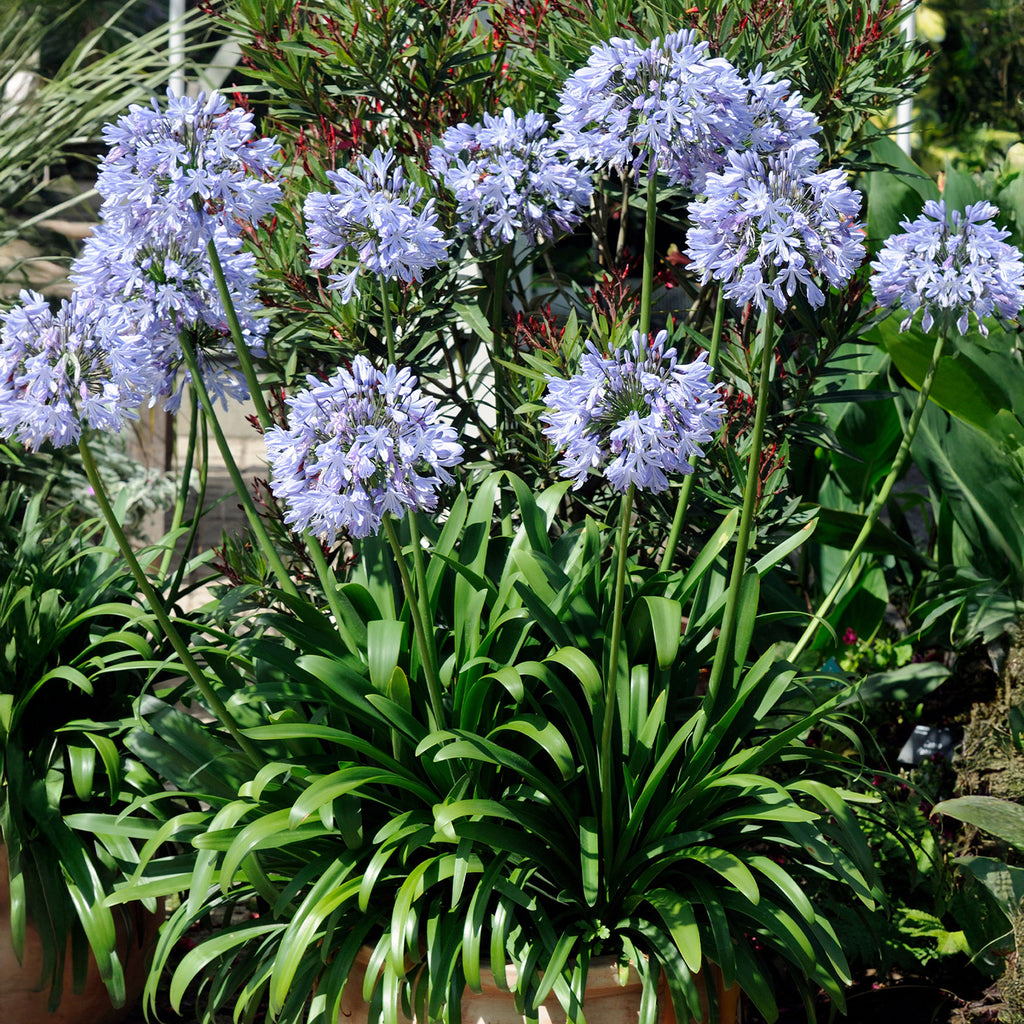 Blaue Schmucklilie (x3) - Agapanthus umbellatus