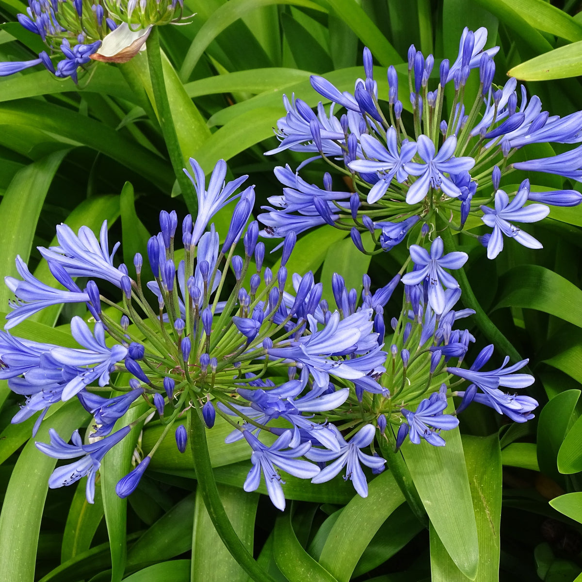 Blaue Schmucklilie (x3) - Agapanthus umbellatus - Bakker