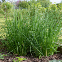 Schnittlauch - Allium schoenoprasum - Bakker