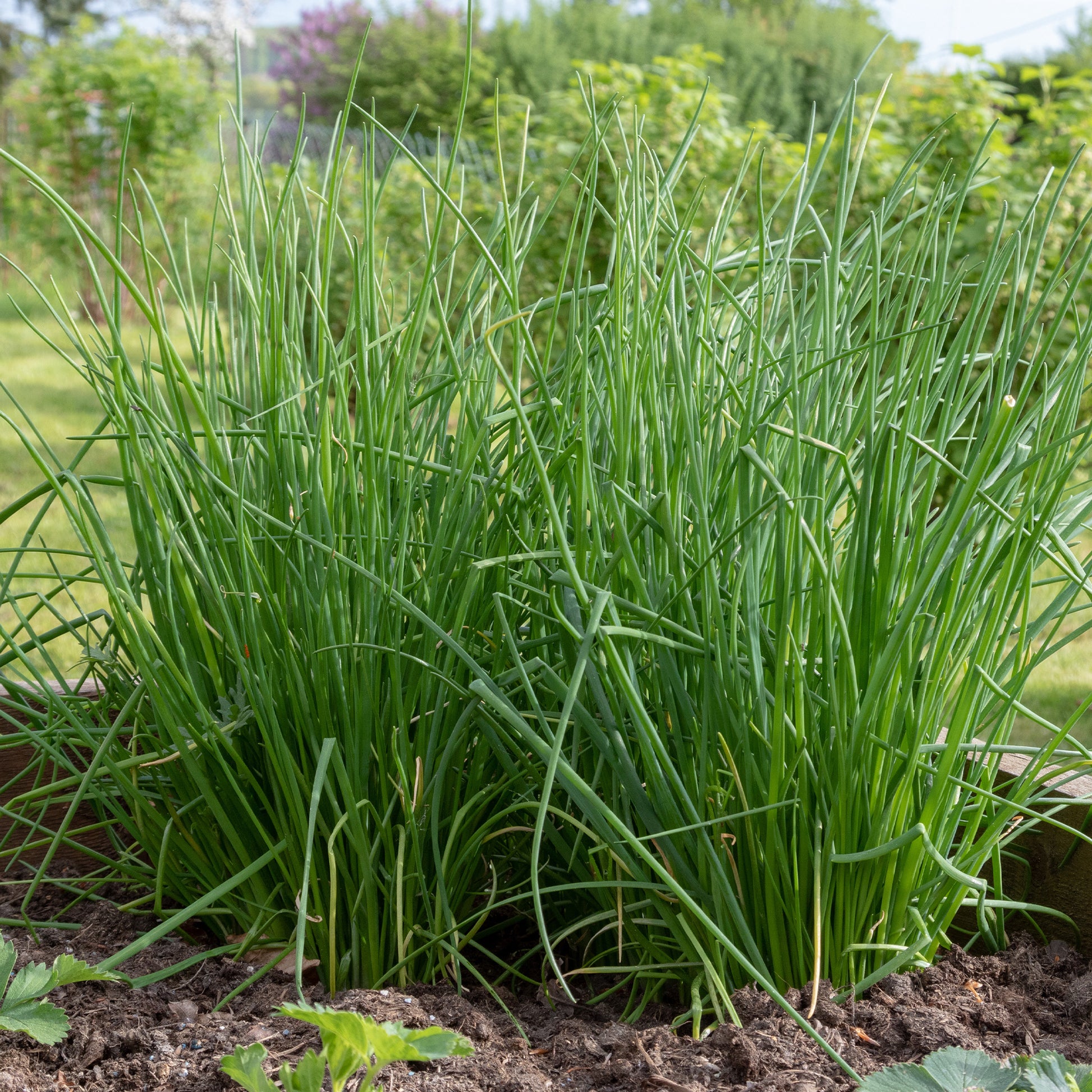 Schnittlauch - Allium schoenoprasum - Bakker