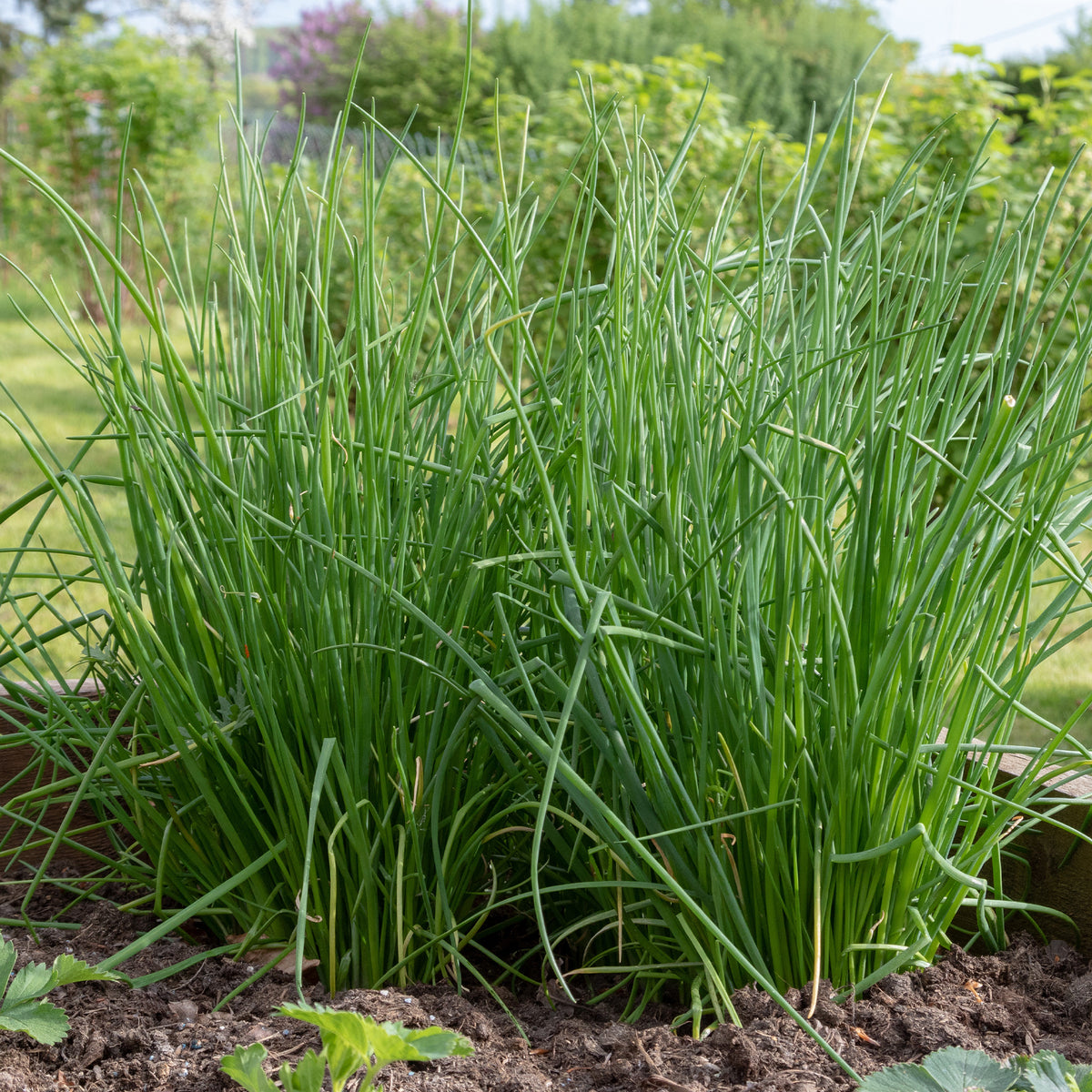 Schnittlauch - Allium schoenoprasum - Bakker