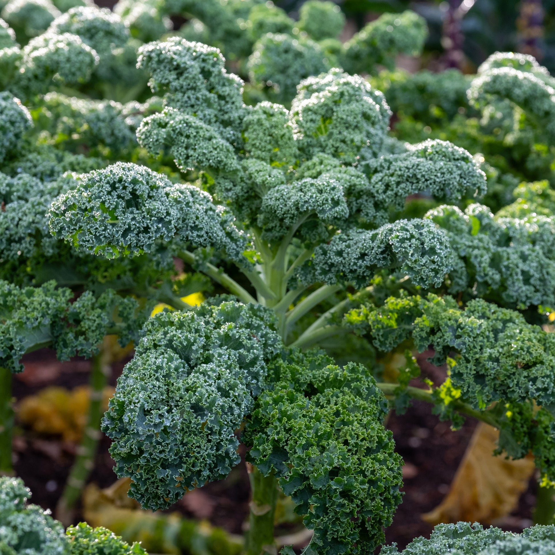 Grünkohl 'Westländer Herbst' - Brassica oleracea sabauda westlandse herfst kale - Bakker